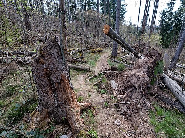 Fallen trees in Kellerwald-Edersee National Park