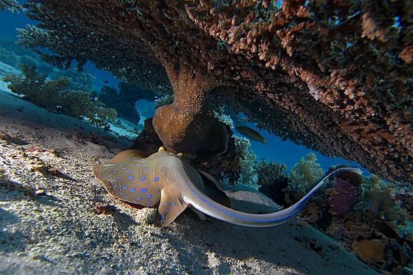 Blue-spotted ray