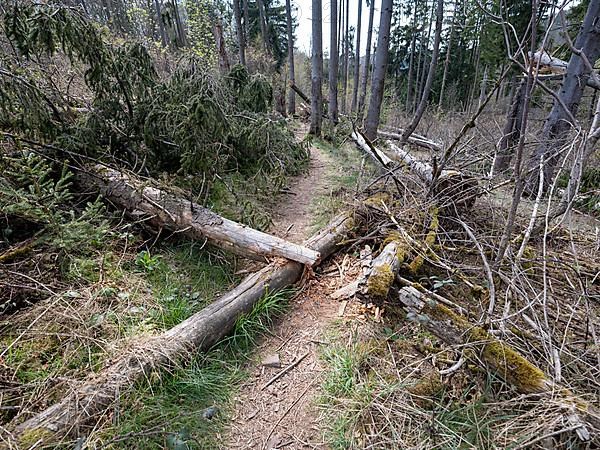 Fallen trees in Kellerwald-Edersee National Park