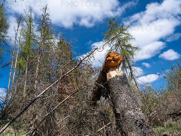 Fallen trees in Kellerwald-Edersee National Park