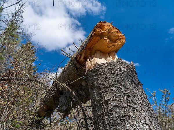 Fallen trees in Kellerwald-Edersee National Park