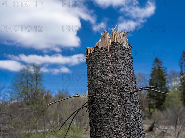 Fallen trees in Kellerwald-Edersee National Park