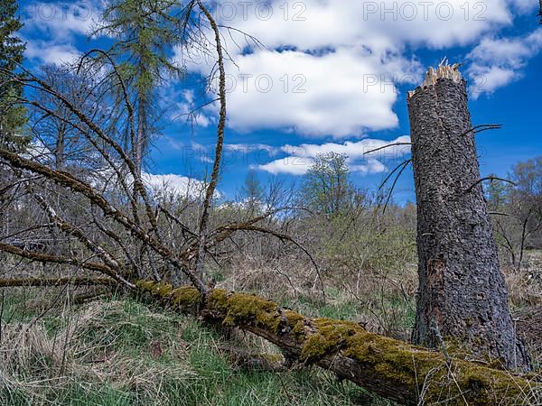 Fallen trees in Kellerwald-Edersee National Park