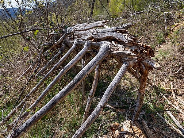 Fallen trees in Kellerwald-Edersee National Park