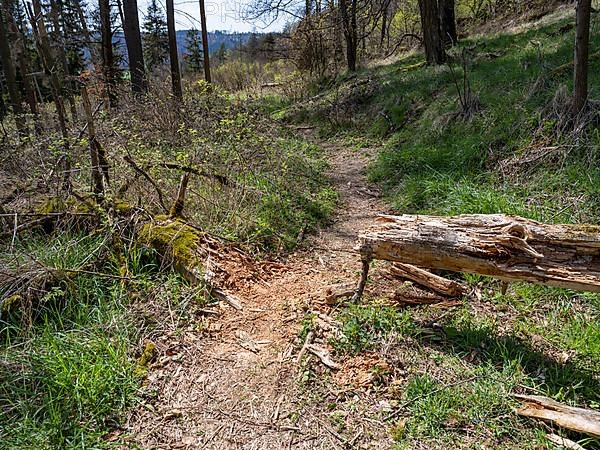 Fallen trees on a hiking trail in the Kellerwald-Edersee National Park