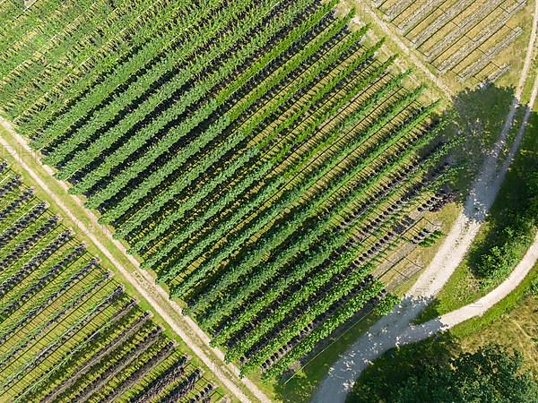 Tree nursery from the air