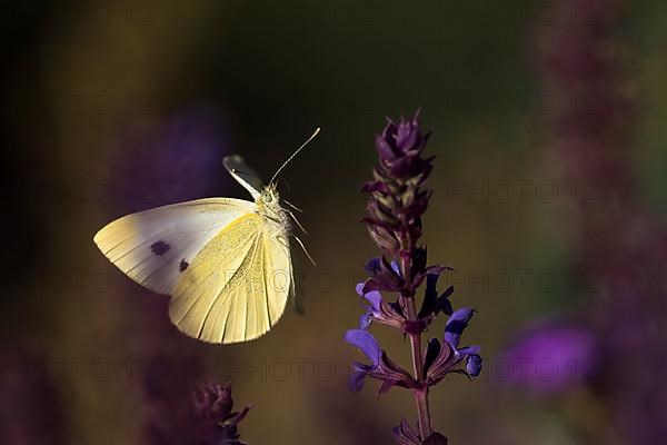 Cabbage butterfly