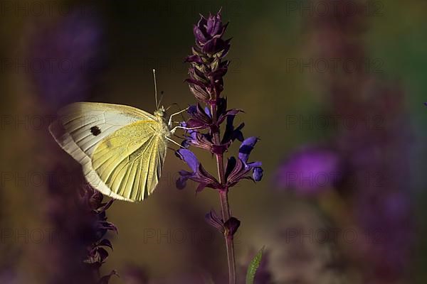 Cabbage butterfly