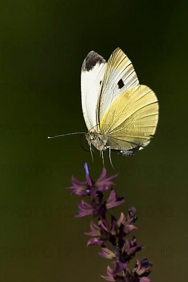 Cabbage butterfly