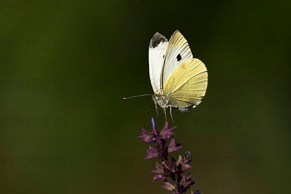 Cabbage butterfly