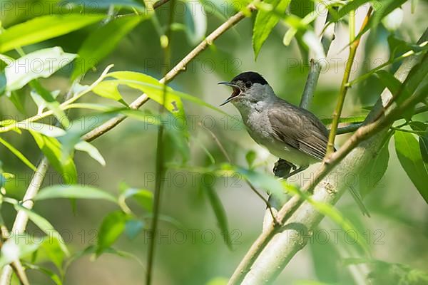 Blackcap