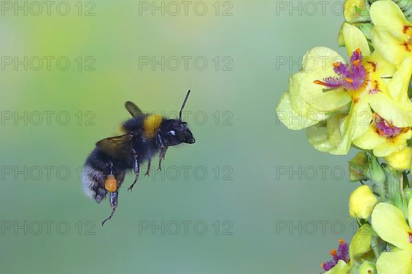 Garden bumblebee