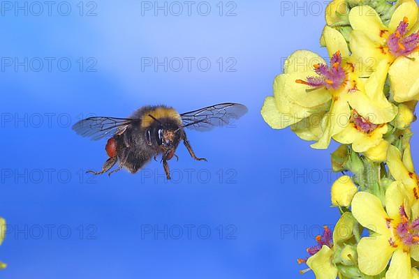 Dark earth bumblebee