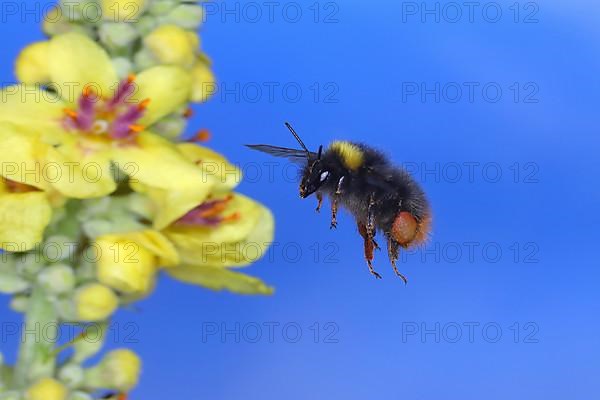 Meadow Bumblebee