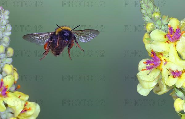 Dark earth bumblebee