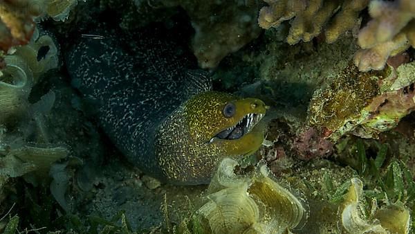 Yellow Edged Moray Eel