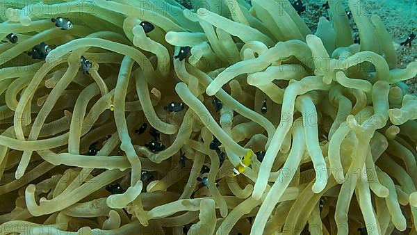 Baby Clownfish and school of Damsel fish swims on Bubble Anemone. Red Sea Anemonefish