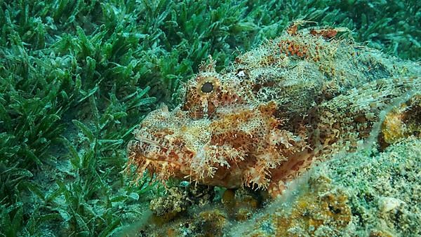 Scorpion fish lie on the reef. Bearded Scorpionfish