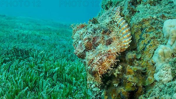 Scorpion fish lie on the reef. Bearded Scorpionfish