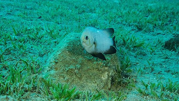 Damsel Damsel guards the eggs on the stone. Breeding period. Domino Damsel