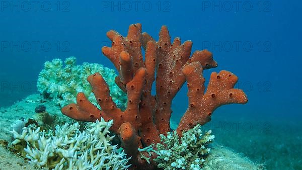 Close-up of the Red Toxic Finger-sponge