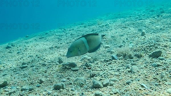 Cigar Wrasse