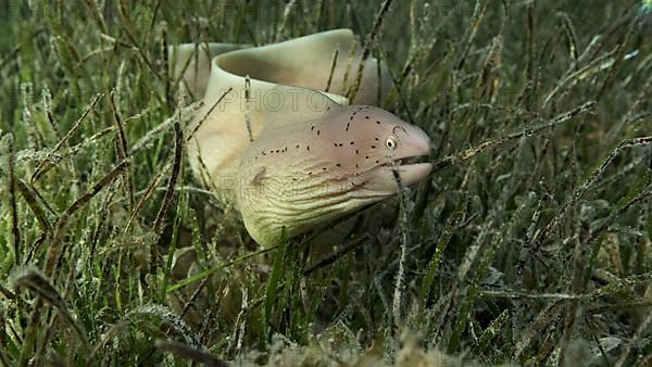 Close-up of Moray lie in green seagrass. Geometric moray