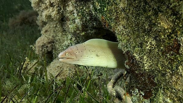 Close-up of Moray lie in the coral reef. Geometric moray