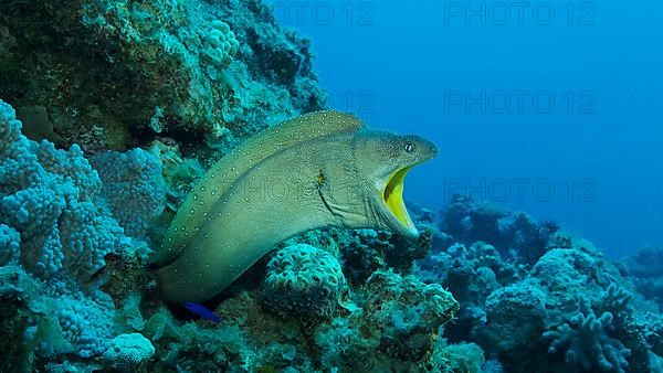 Close-up portrait of Moray with open mouth peeks out of its hiding place. Yellow-mouthed Moray Eel