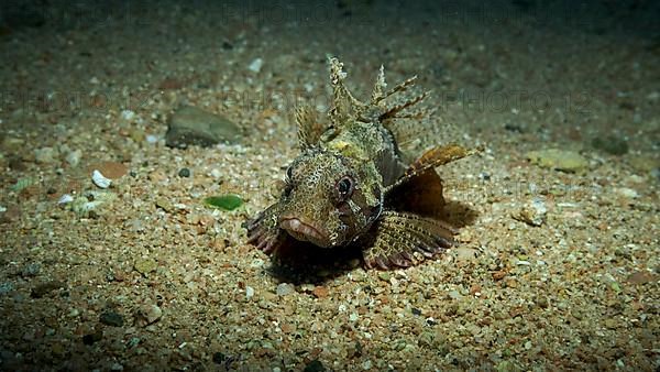 Zebra Lionfish