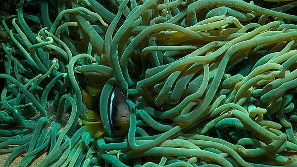 Close-up of Clownfish in fluorescent anemone. Red Sea Anemonefish