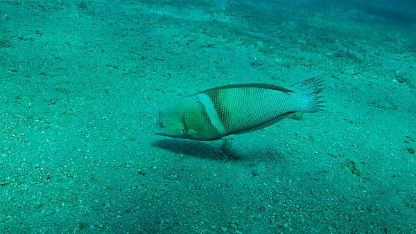 Cigar Wrasse