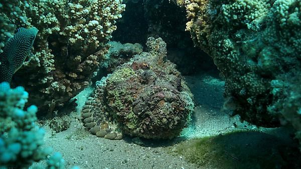 Close-up of the Stonefish on coral reef. Reef Stonefish