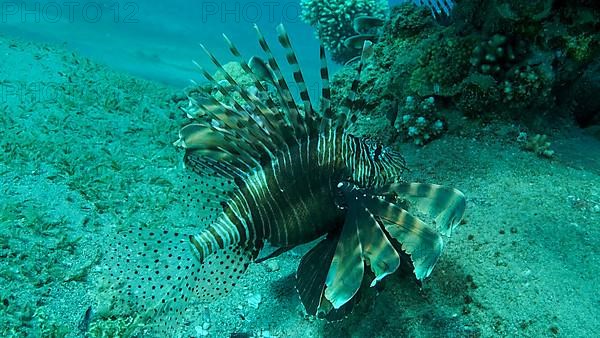 Common Lionfish or Red