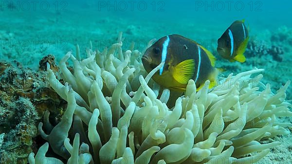 Pair Clownfish with baby and school of Damsel fish swims on Anemone. Red Sea Anemonefish