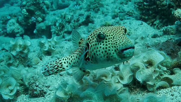 Close-up of Pufferfish