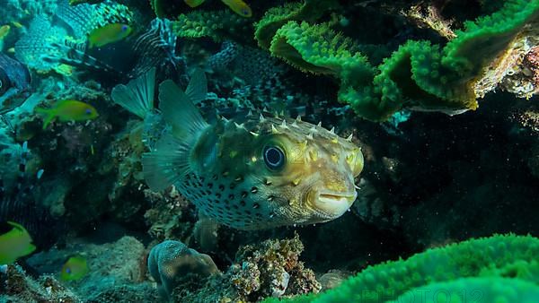 Porcupinefish is hiding under under Lettuce coral. Ajargo