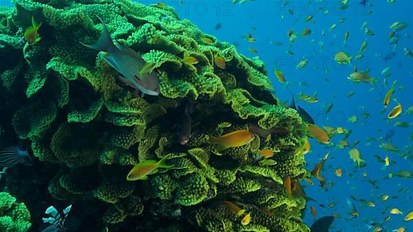 School of Lyretail AnthiasÂ or Sea Goldie