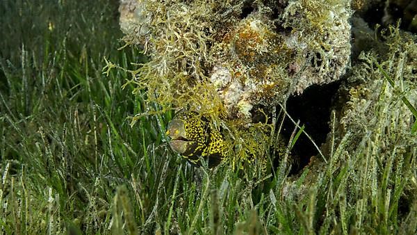 Close-up of Moray on coral reef. Snowflake moray