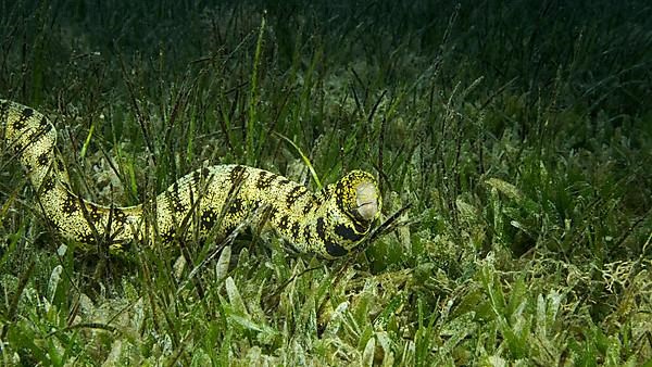 Close-up of Moray slowly swims in green seagrass. Snowflake moray