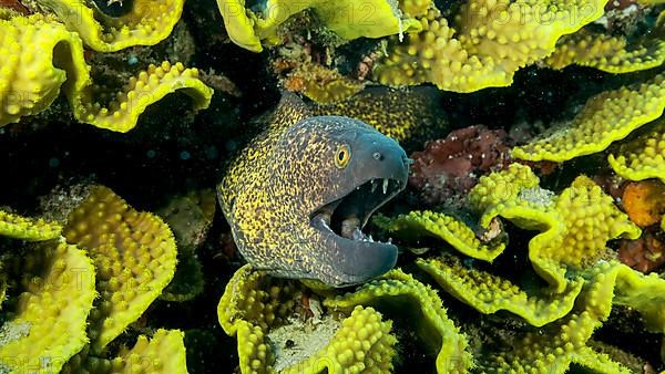 Yellow Edged Moray Eel