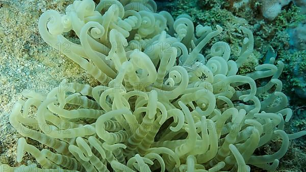 Small transparent shrimp sits on an anemone. Red Sea