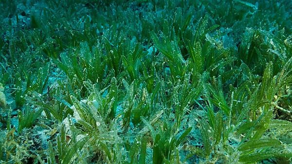 Close-up of the Halophila seagrass. Camera moving forwards above seabed covered with green seagrass. Underwater landscape. Red sea