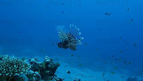 Common Lionfish or Red