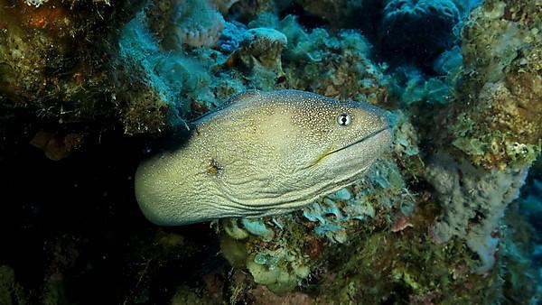 Close-up portrait of Moray peeks out of its hiding place. Yellow-mouthed Moray Eel