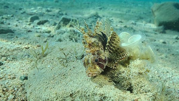 Zebra Lionfish