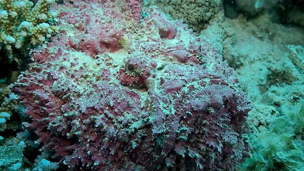 Close-up of pink Stonefish lies on corals. Reef Stonefish