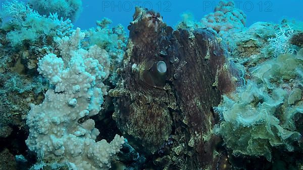 Portrait of big red Octopus