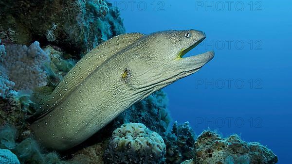 Close-up portrait of Moray with open mouth peeks out of its hiding place. Yellow-mouthed Moray Eel