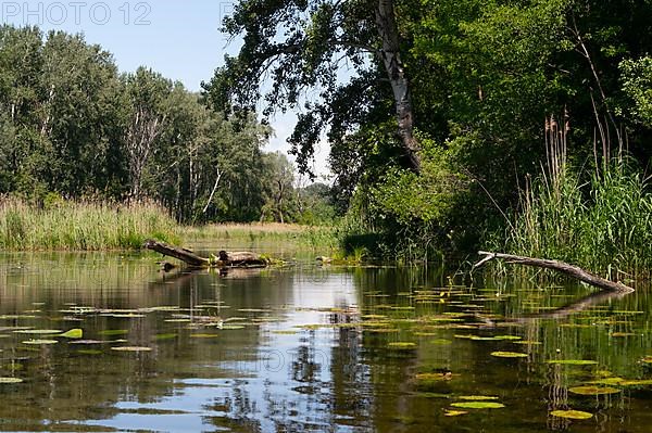 Alluvial landscape